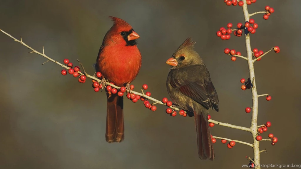Winter Cardinal Bird Desktop Backgrounds Wallpapers 3842   HD ...