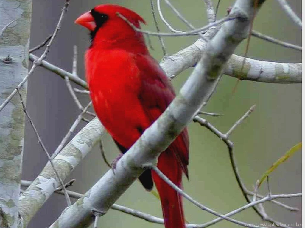 Northern Cardinal Wallpapers Animals Town