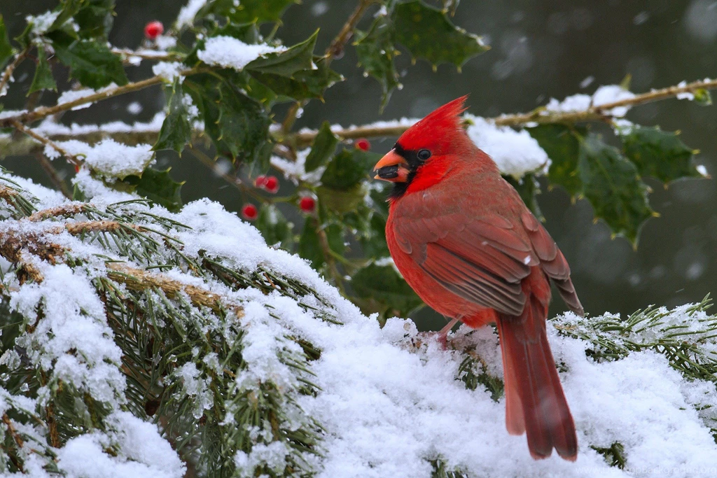 Cardinal Wallpaper.