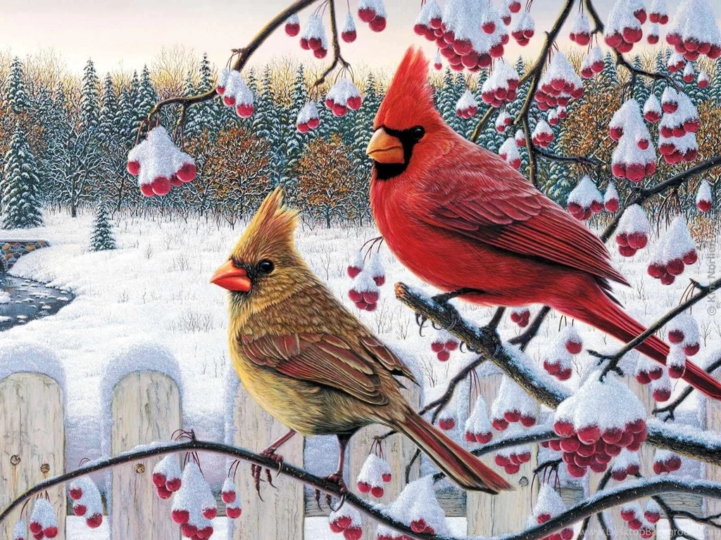 Cardinal Bird Wallpapers Wallpapers Cave