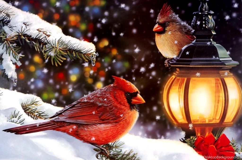 Cardinal Computer Wallpapers, Desktop Backgrounds