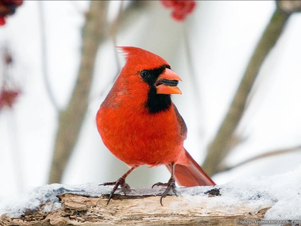 Christmas Bird Count Wallpapers Crazy Frankenstein