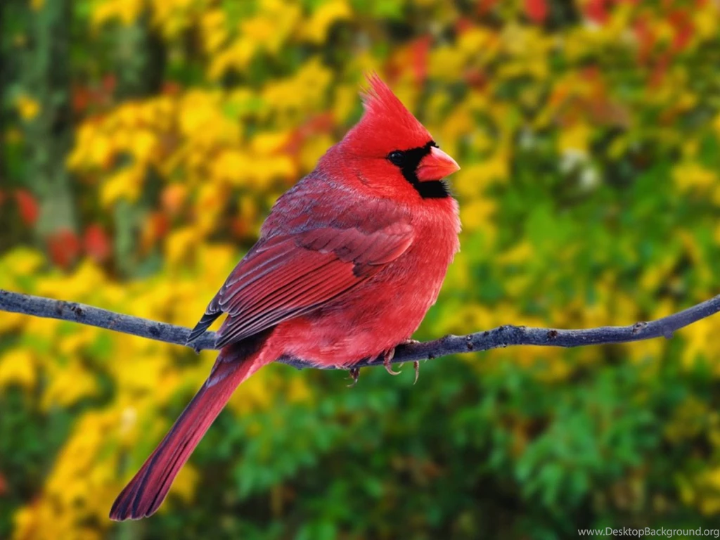 Cardinal Wallpapers   Beautiful Red Bird