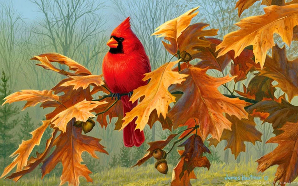 Cardinal Computer Wallpapers, Desktop Backgrounds