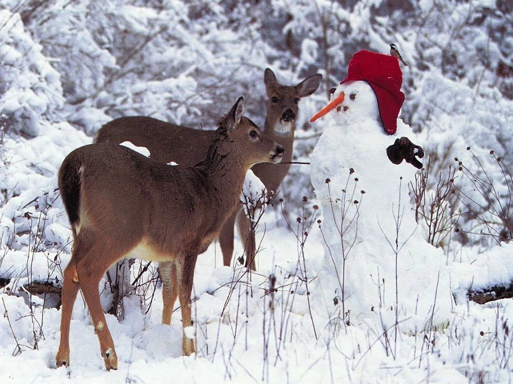 Free Christmas Wallpapers High Definition L2A » WALLPAPERUN.COM