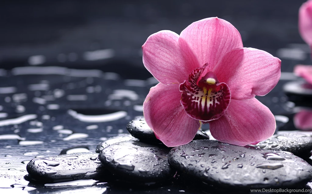 1000 8k Ultra Hd Wallpapers Desktop Background