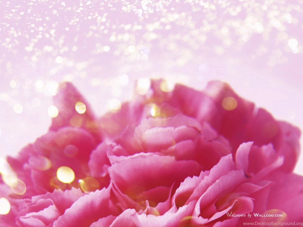 Mothers Day Carnation Flower Wallpapers 1024768 No41 Wallpapers ...