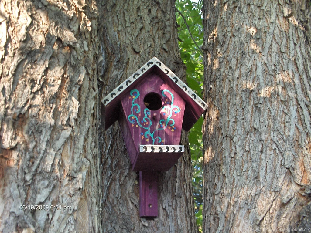 Download Bird House Wallpapers Tags In Tree House Paradise Outside ...