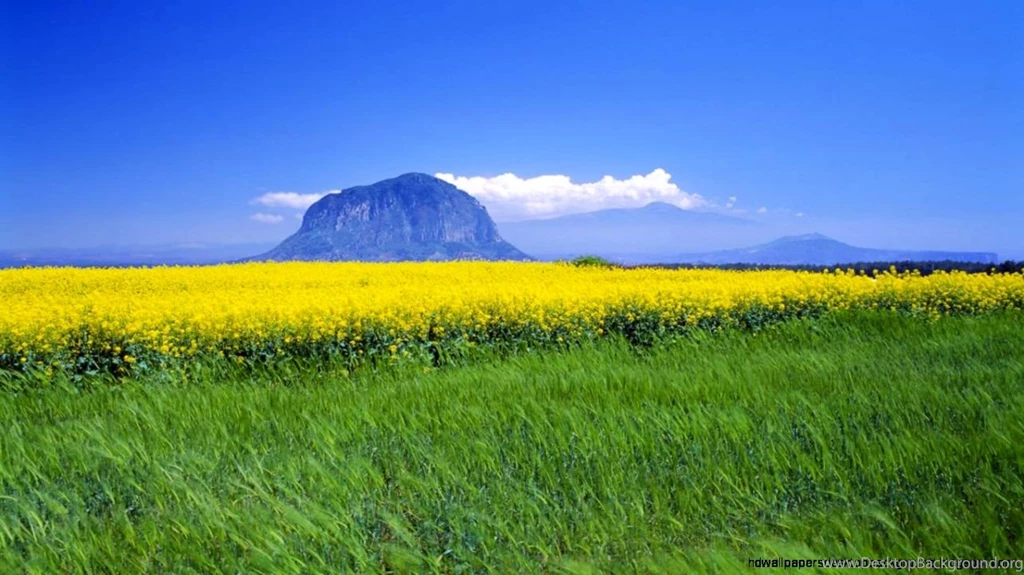 Beautiful Flower Photos Free Download For Windows 8 Pro