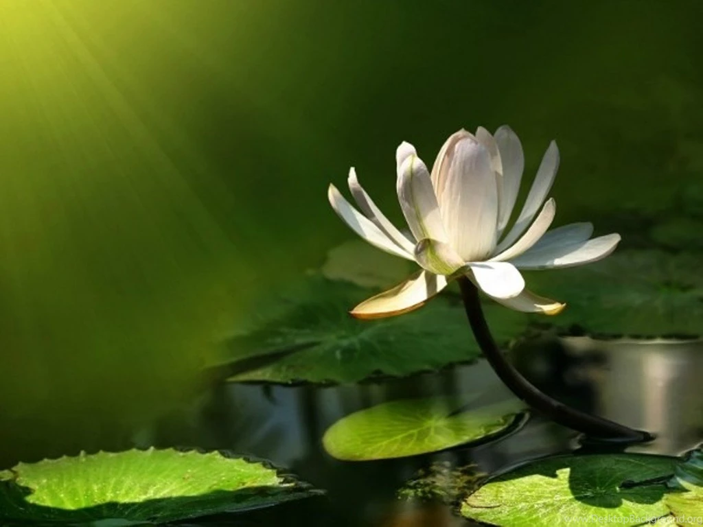 Lotus Flowers Wallpapers HD Pictures