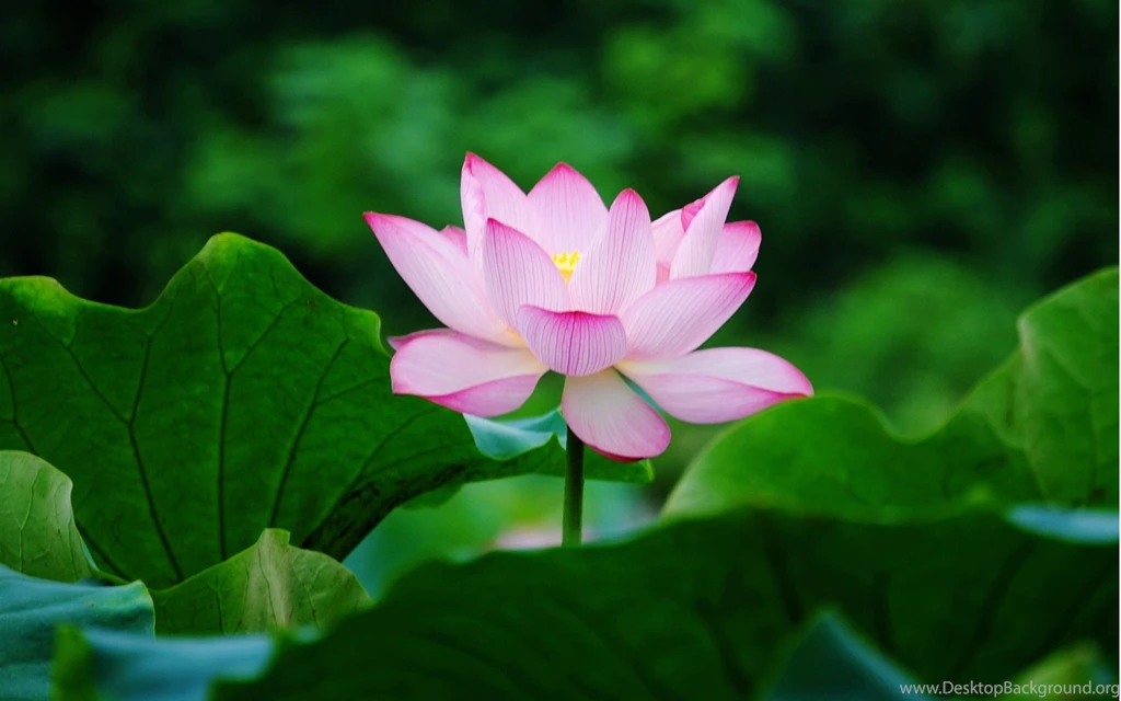 Lotus Images Photography