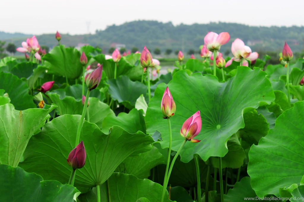 Summer Lotus Flower Wallpapers 43, Lotus Flower Pictures & Images