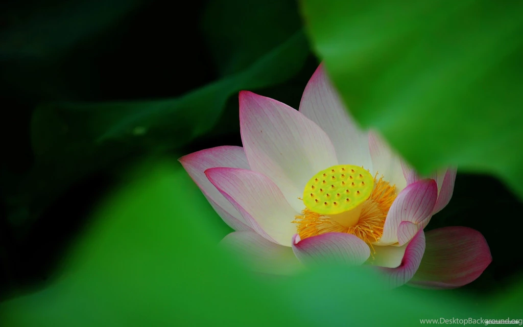 Free Wallpapers Free Flower Wallpapers Lotus 1 Wallpapers ...