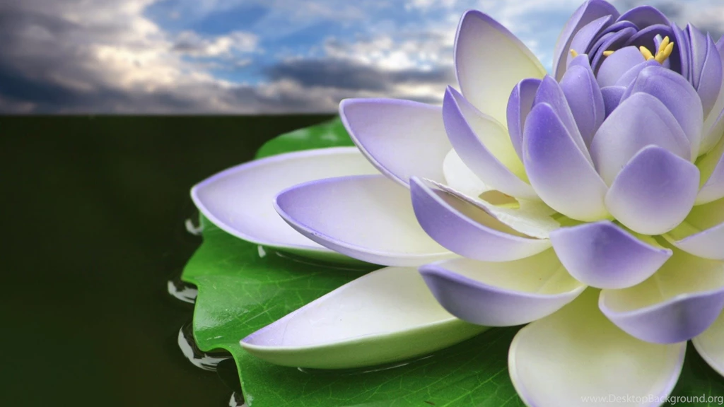 Purple Lotus September Flowers Wallpapers   1920x1080 Wallpapers ...