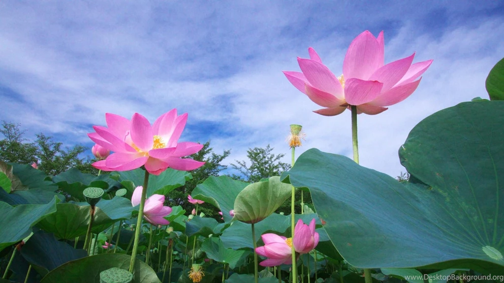 Download Wallpapers 3840x2160 Lotus, Green, Sky, Foliage 4K Ultra ...