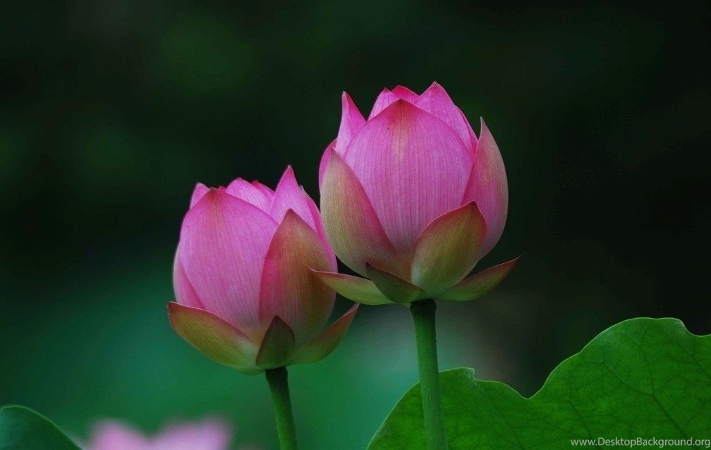 Two Large Lotus Bud Wallpaper, Lotus Flower Pictures & Images