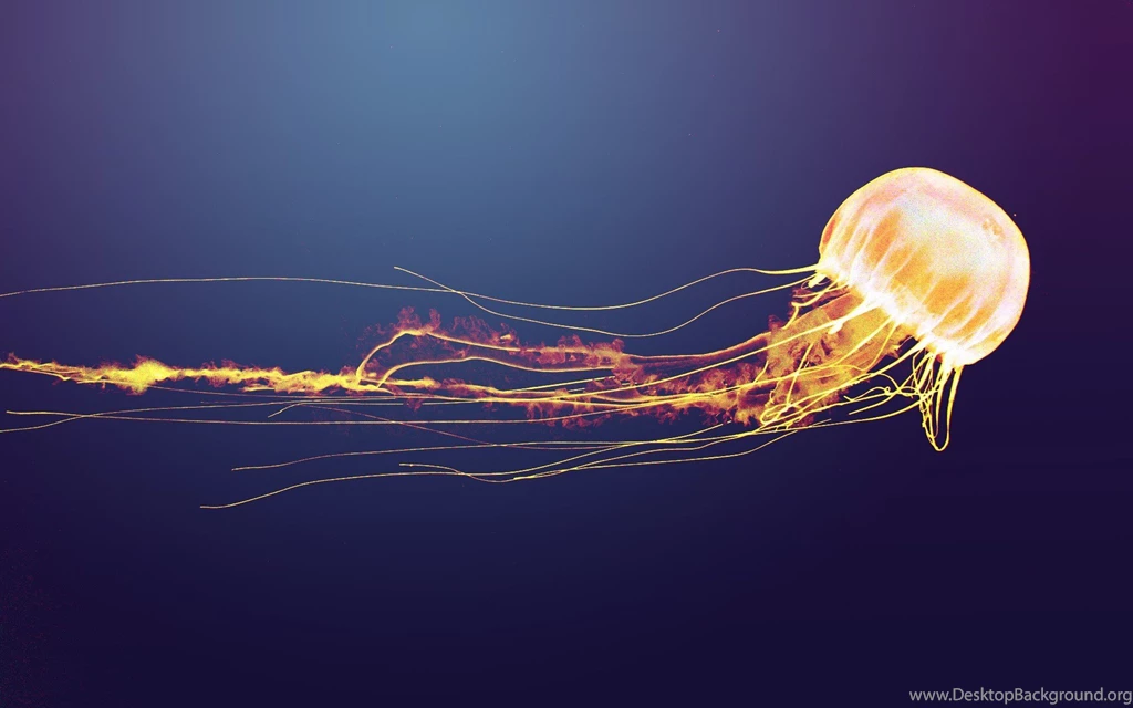 Jellyfish Backgrounds Wallpapers