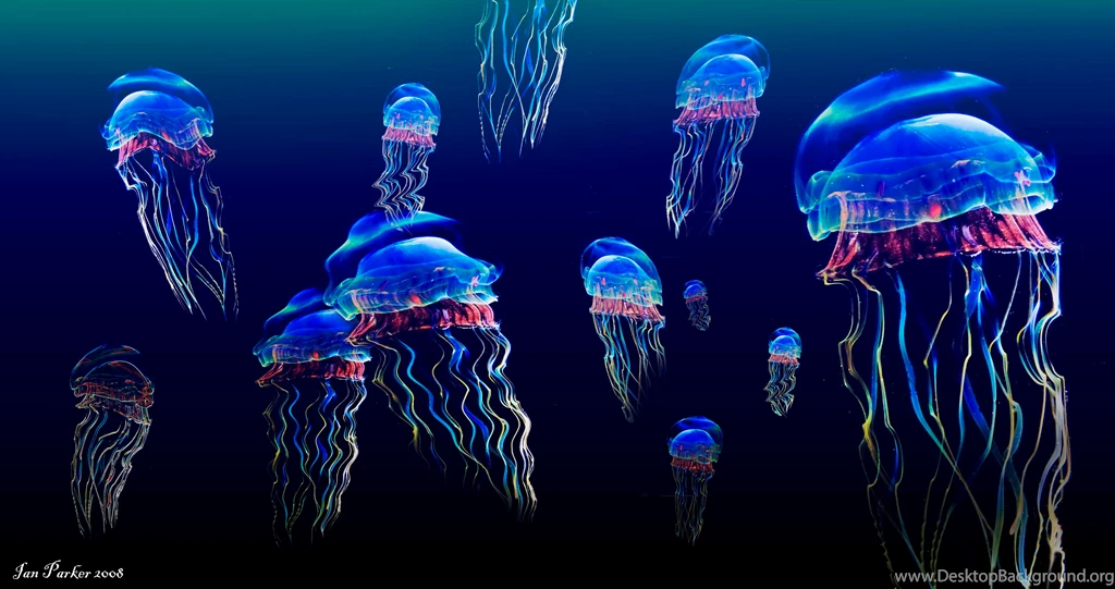 Jellyfish Wallpapers