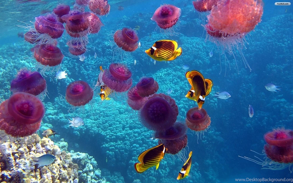 Jellyfish Wallpapers Wallpapers Cave