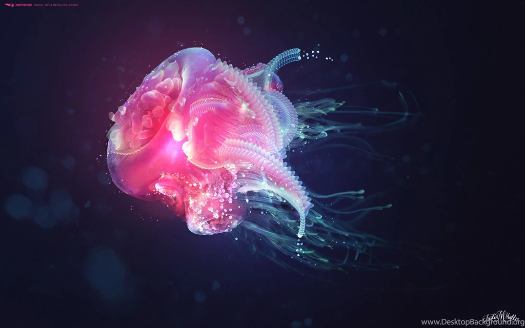 Jellyfish