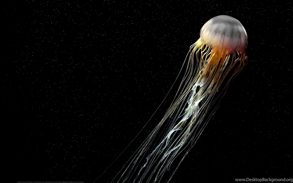 Jellyfish Wallpapers