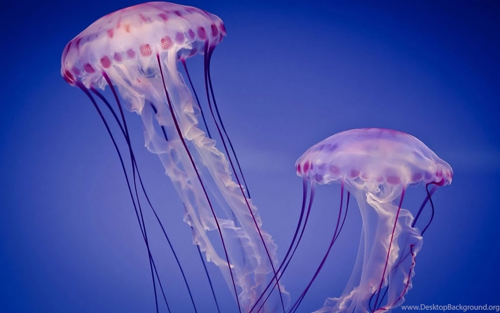 Jellyfish In Blue Water