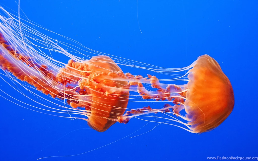 Jellyfish Computer Wallpapers, Desktop Backgrounds