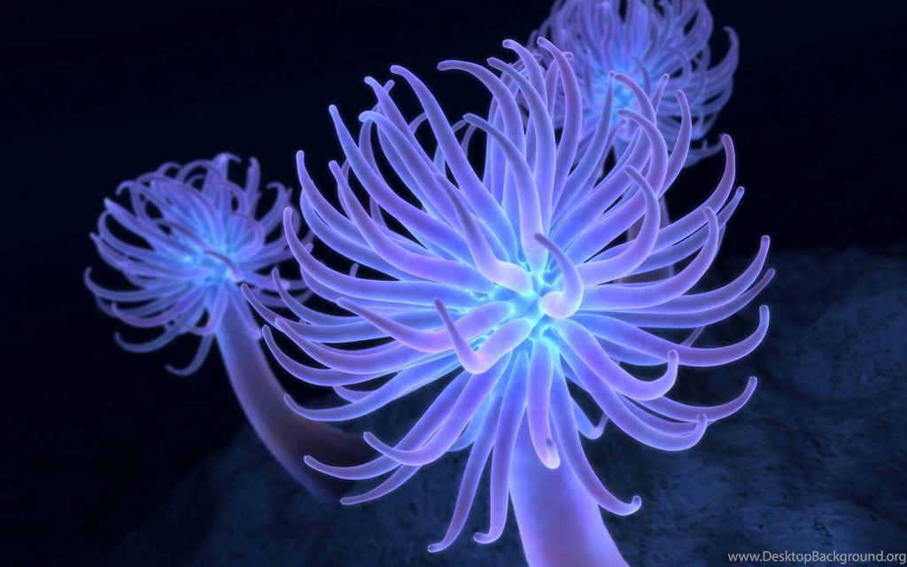 Looks Like A Jellyfish Backgrounds Wallpapers 1920x1200 For 20/21 ...