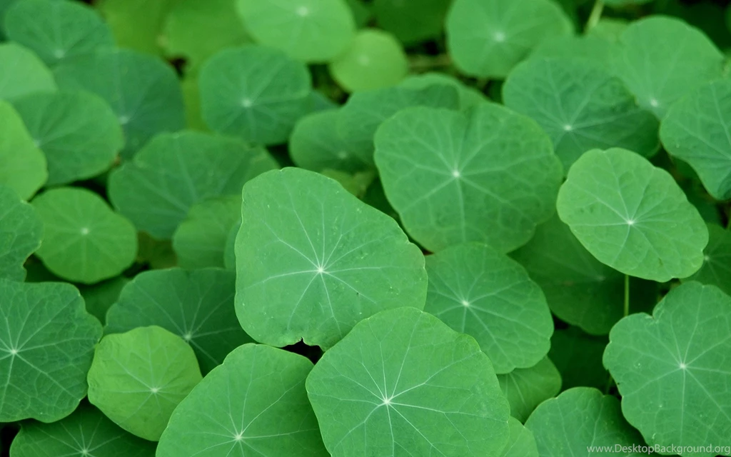 Plant wallpaper for computer 26 54664 Desktop Wallpapers