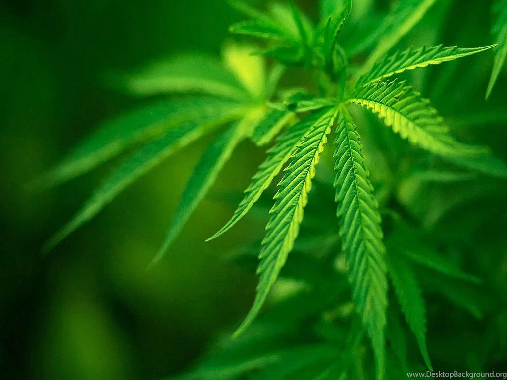 Cannabis Plant Free Desktop Hd Wallpapers