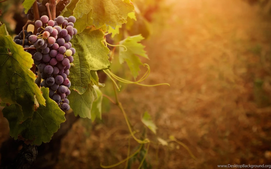Red Wine Glass, Wine Bottle And Grapes Full HD Wallpapers