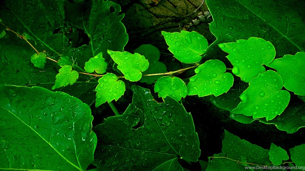 Forest Ivy >> HD Wallpaper, Get It Now!