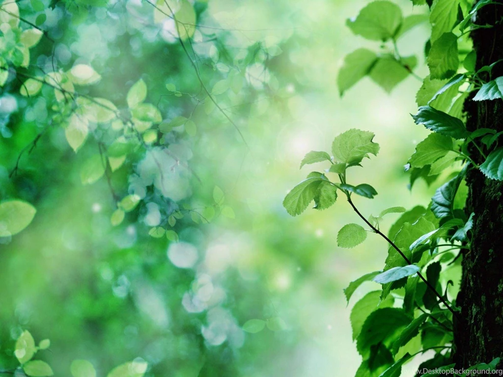 White and green wallpaper 2 7807 HD Wallpapers