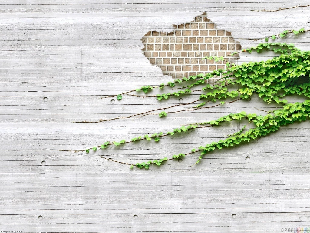 Wall Covered With Ivy Wallpapers