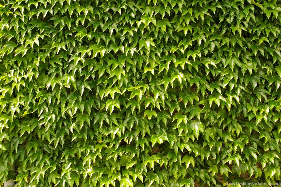 Green Wall Of Ivy Leaves   Wall Mural & Photo Wallpapers   Photowall