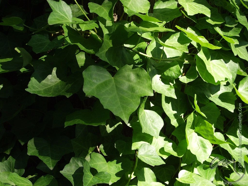 CreativeMix.Com Desktop WallPaper, FREE Download, J. L. Hunter ...