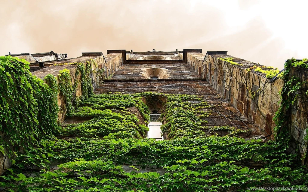Architecture Old Building Covered With Ivy Widescreen Wallpapers ...