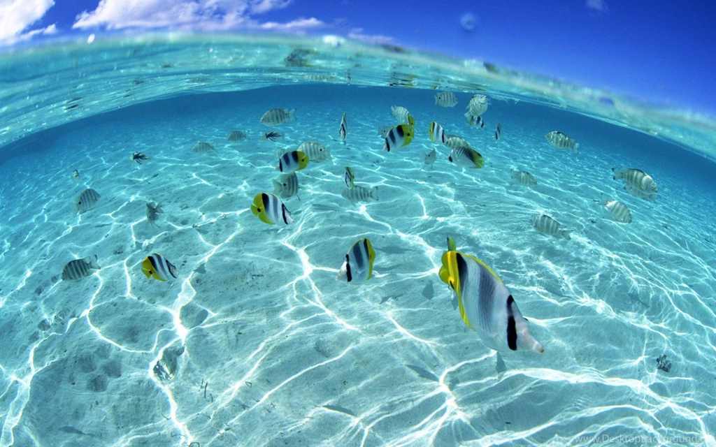 Wallpapers Fish Ocean In The Excellent Free With Resolution ...