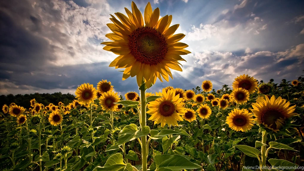 Nice Wallpapers Hd