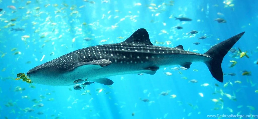 Shark Marine Wallpapers (