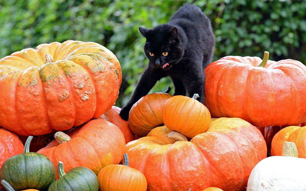 Cats: Checking Pumpkins Cat Animals Halloween Wallpapers For ...