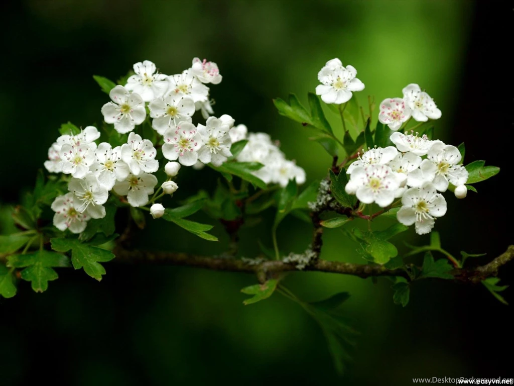 Download Free Beautiful White Flower Wallpapers