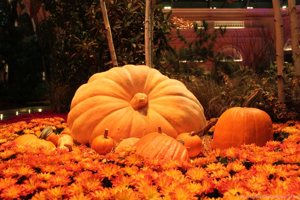 Other: Big Pumpkin Flowers Green Pumpkins Yellow Desktop ...