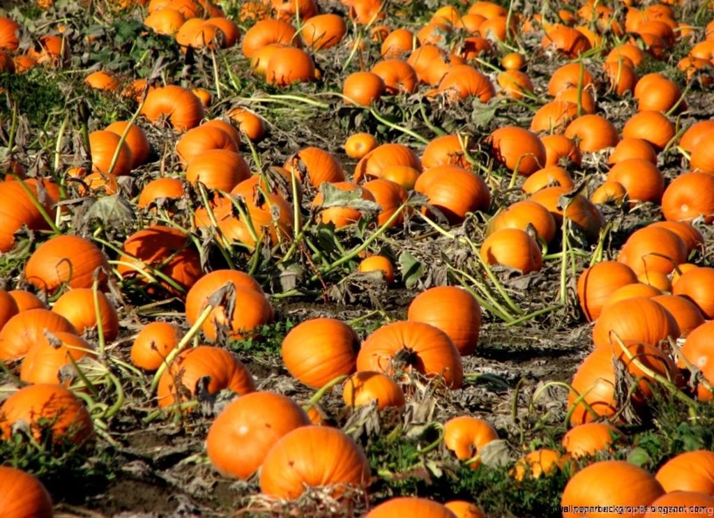 Fall Desktop Wallpapers With Pumpkins