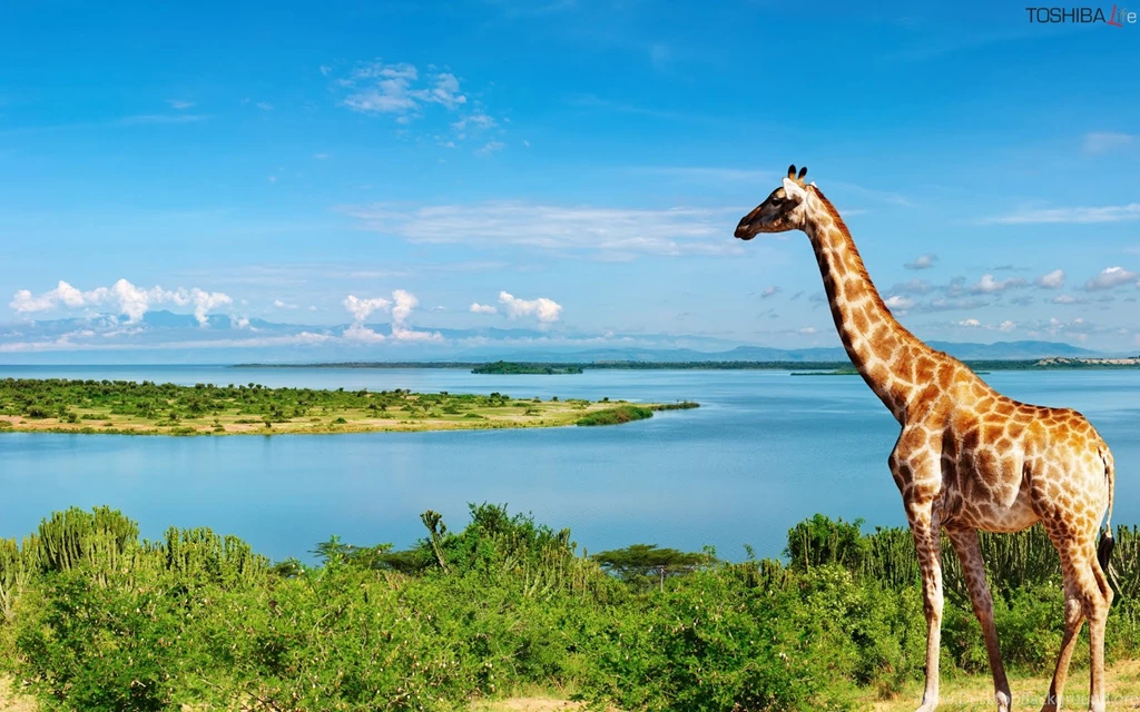 Giraffe Wallpapers Collection (38+)