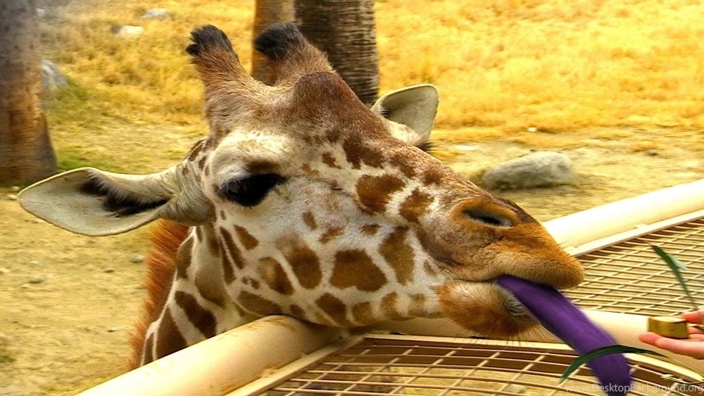 Giraffe HD Photos