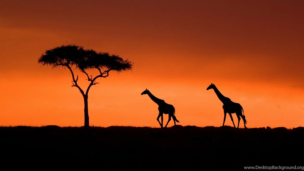 Awesome Three Giraffe Wallpapers Is High Definition Wallpapers You ...