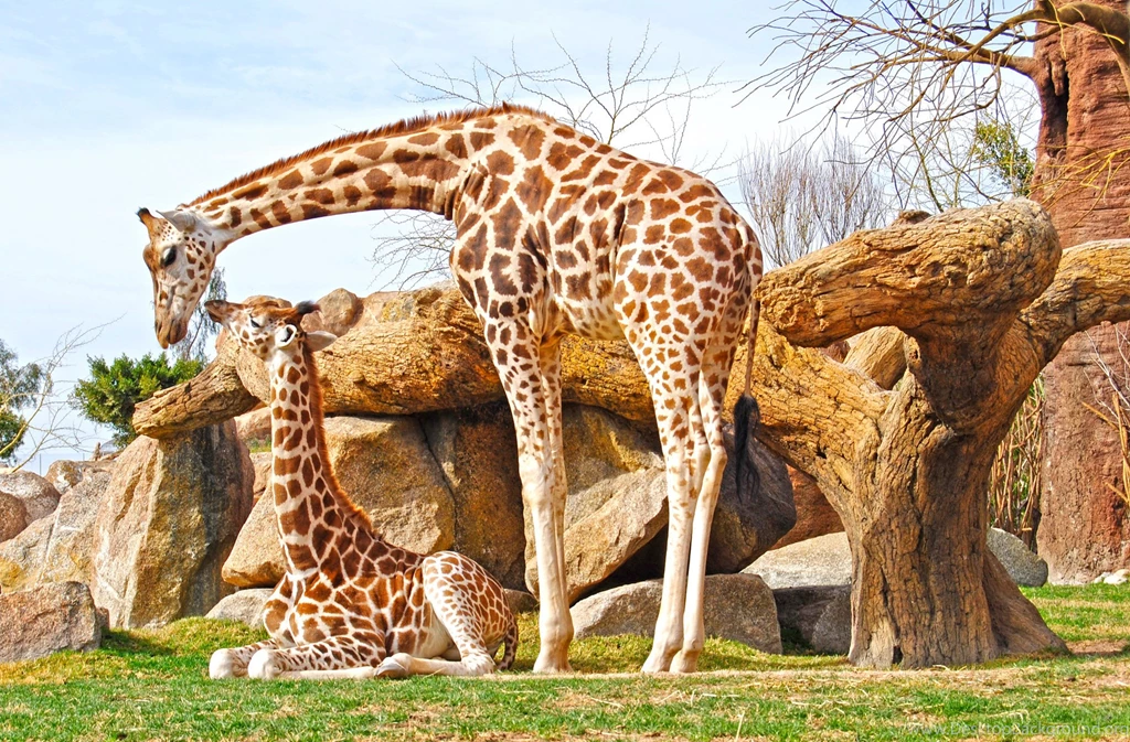 HD Best Giraffe Wallpapers HD Full Size HiReWallpapers 12361
