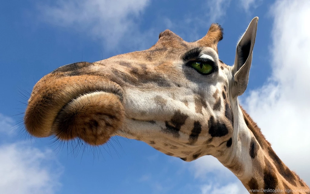 157 Giraffe HD Wallpapers