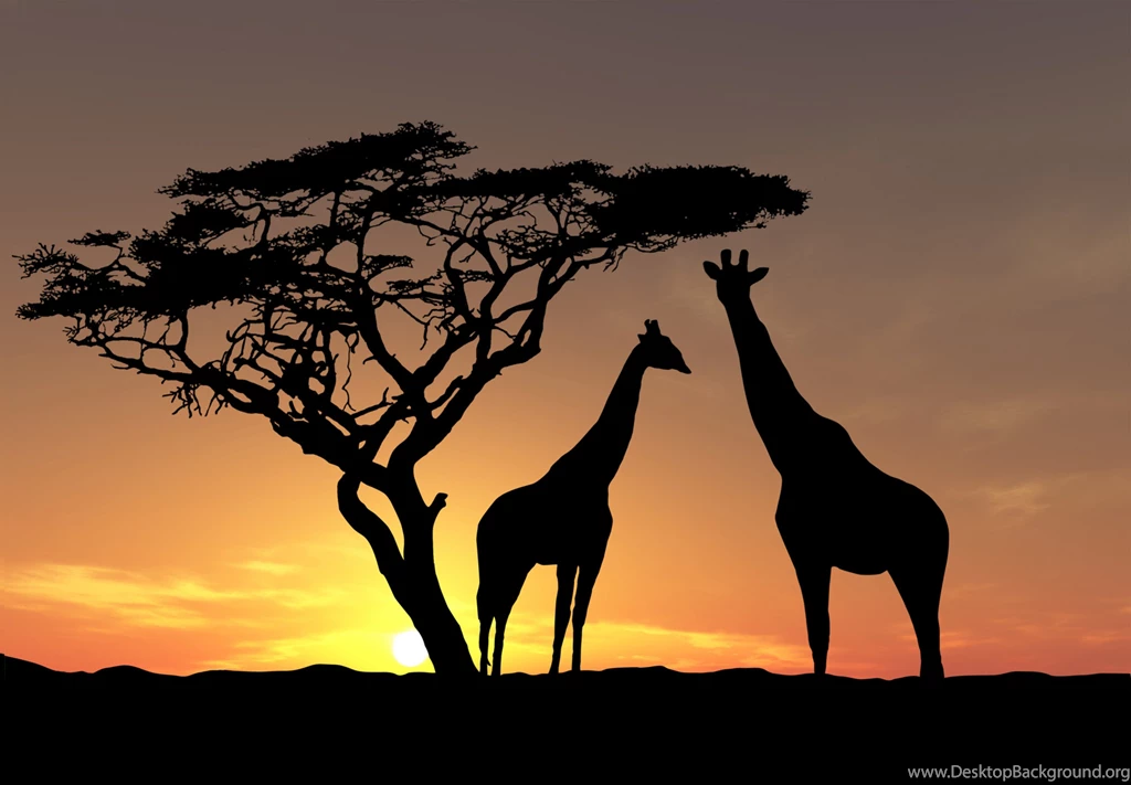 Giraffe Wallpapers, Desktop Wallpapers » GoodWP.com